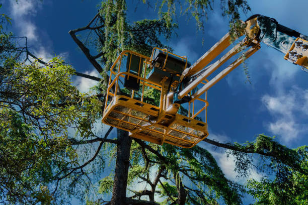 How Our Tree Care Process Works  in Chattahoochee, FL